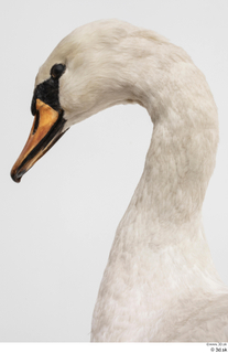 Mute swan head neck 0002.jpg